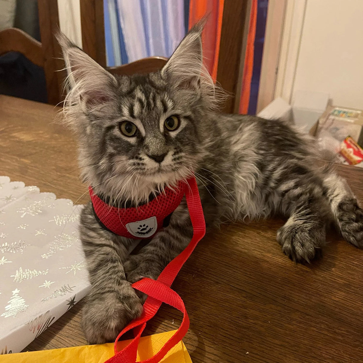 Small Cat or Dog Harness