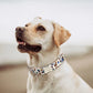 Personalized Dog Collar and Matching Leash