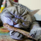 Cat Toy Catnip Sticks for Cleaning Tooth