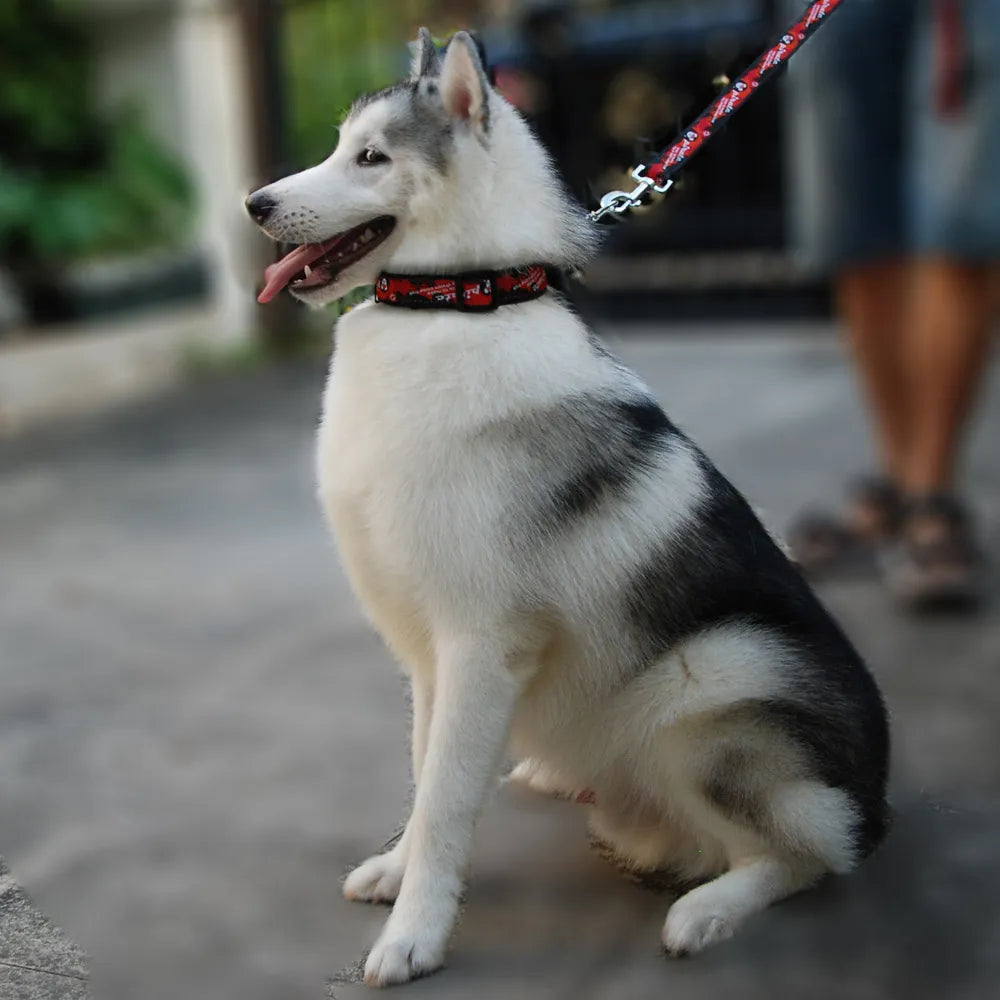 Martingal Dog Collar with Welded Link Chain for Large Dogs