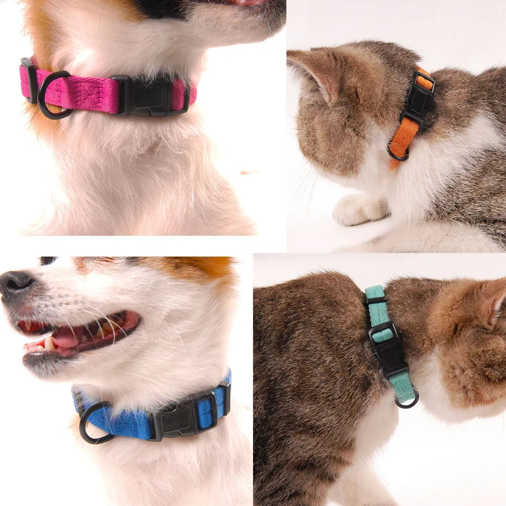 Dog Collars