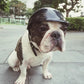 Dog Helmets