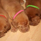 12 Colors Velvet Identification ID Collars Bands Whelp Puppy Kitten/Dog