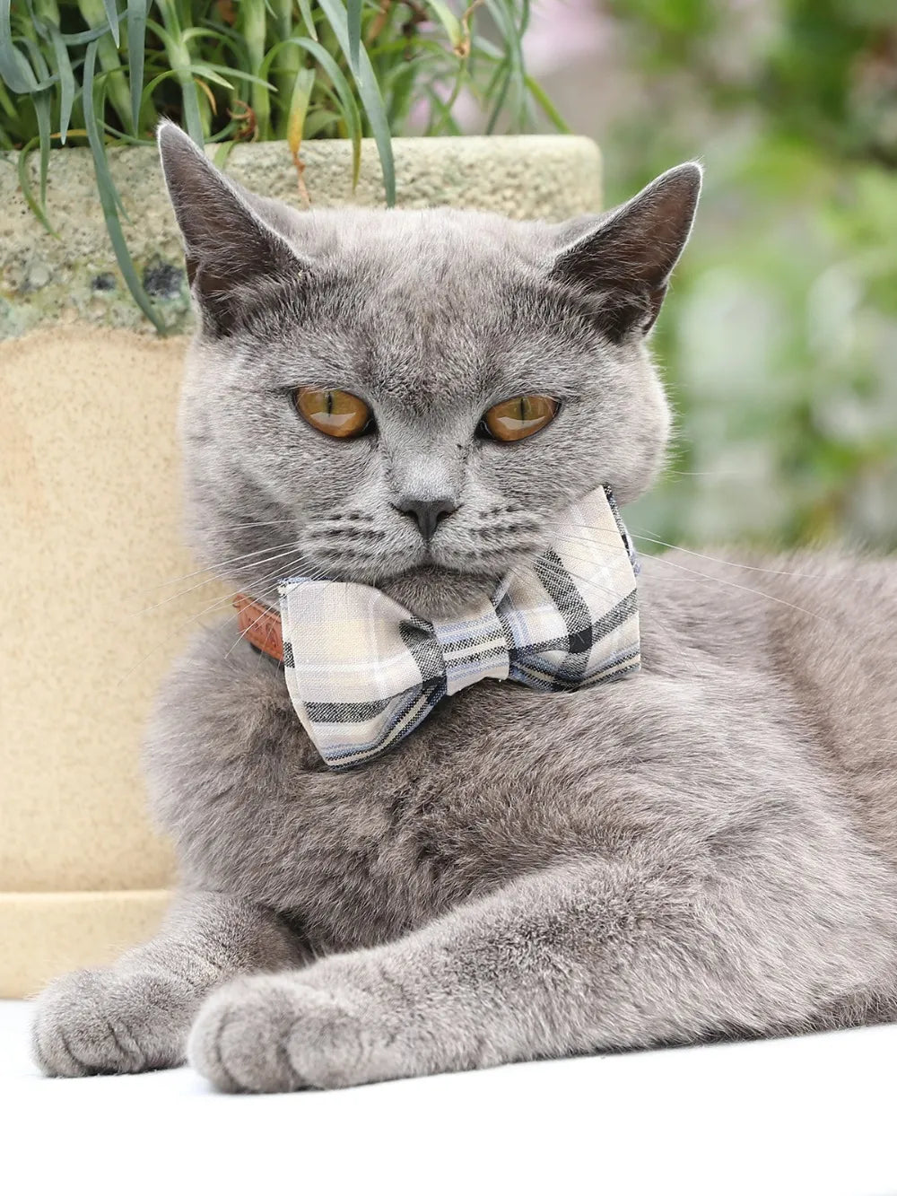 White Plaid Cotton Dog Collar with Bow Tie and Leash Set Plastic Buckle Dog & Cat