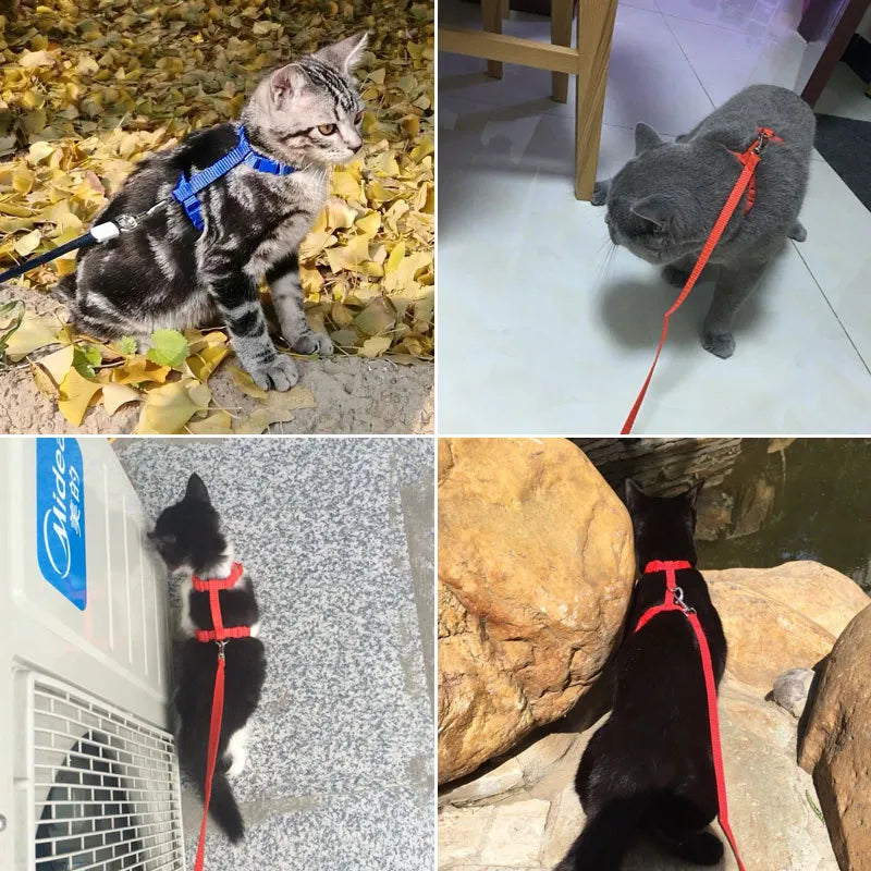 Cat or Small Dog Harness & Leash Set