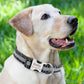 Dog Collar Personalized & Reflective With Engraved Name Tag