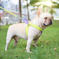 Dog Harness And Leash Nylon Leashs