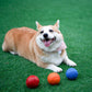 Pet Dog Toys Dog Ball Dog Bouncy Rubber Solid Ball Resistance To Dog