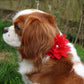 50PCS Dog Hair Bows Collar Pet Accessories