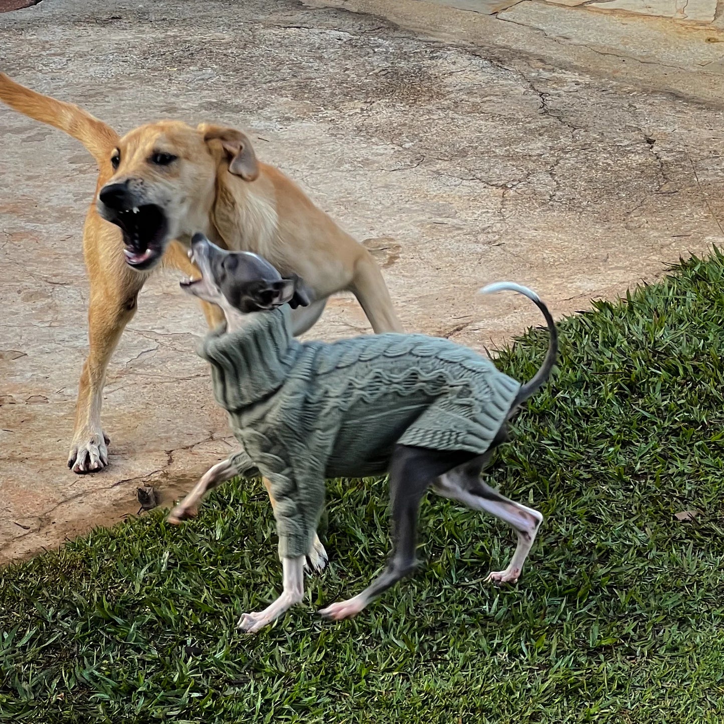 Cozy Dog Sweater - Gray Green