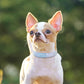 Rhinestone Dog Collar For Small and Medium Dogs