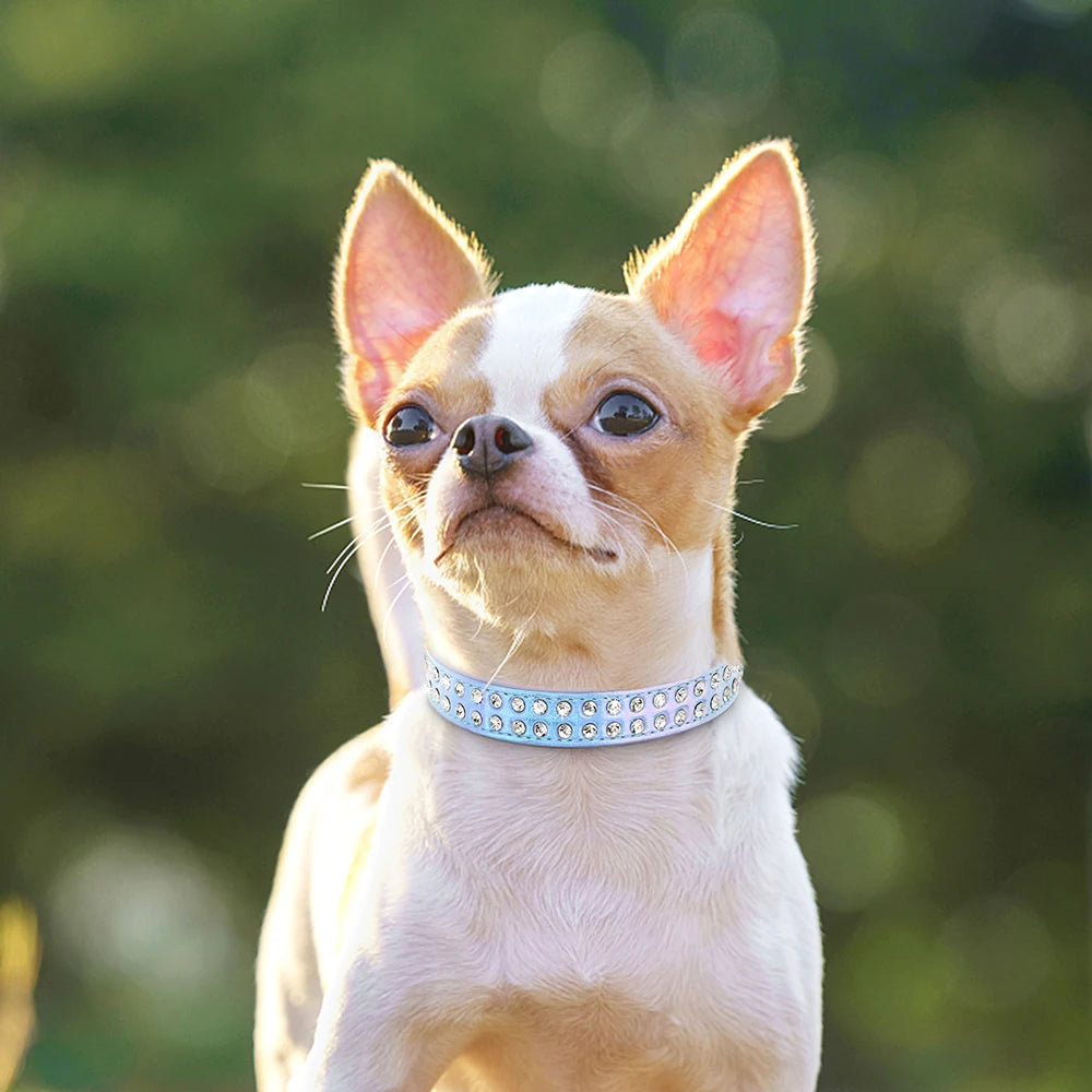 Rhinestone Dog Collar For Small and Medium Dogs