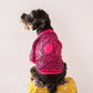 Luxury Pet Sweaters