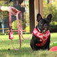 Pet Collar Harness Leash Garbage Bag Set with Playful Printed Design