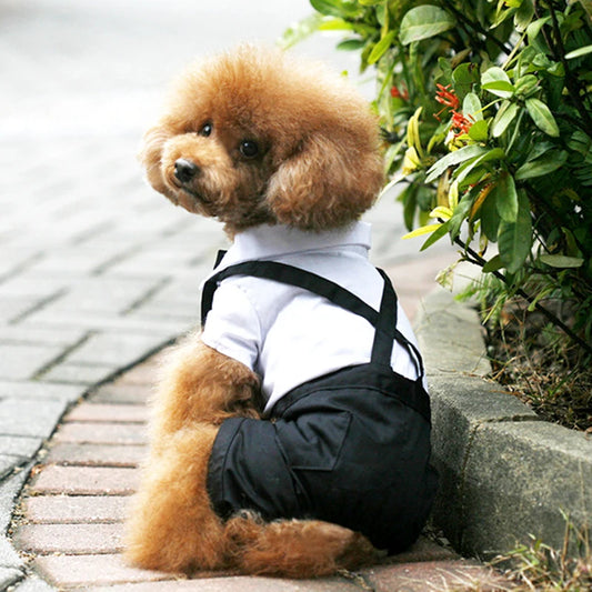 Tuxedo Bow Tie Suit