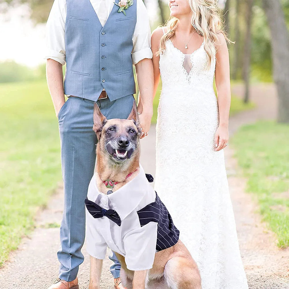 Gentleman Dog Tuxedo