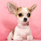 Rhinestone Dog Collar For Small and Medium Dogs