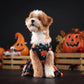 Pet Halloween Dress