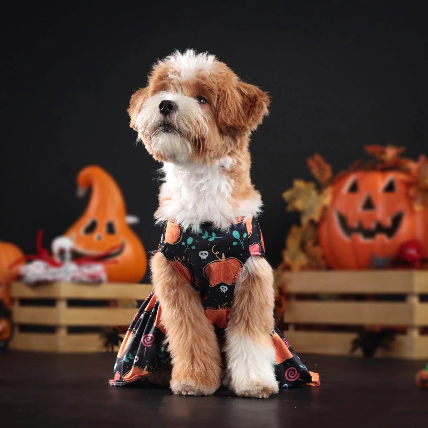 Pet Halloween Dress