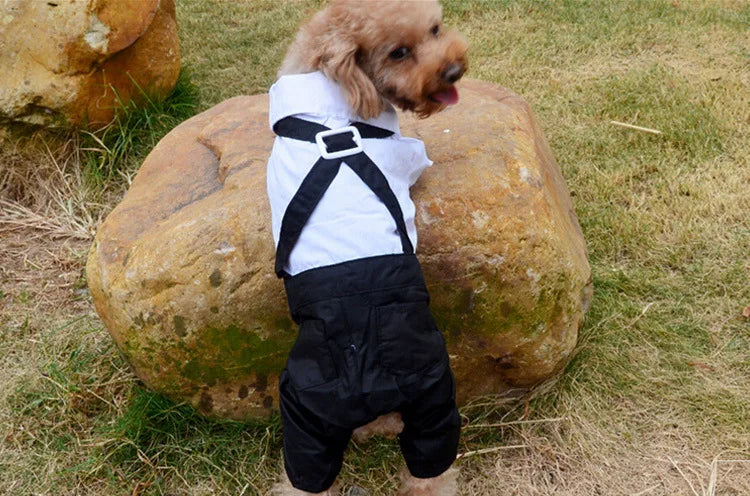 Tuxedo Bow Tie Suit