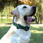 Christmas Plaid Snowflake Dog Collar with Bow Tie