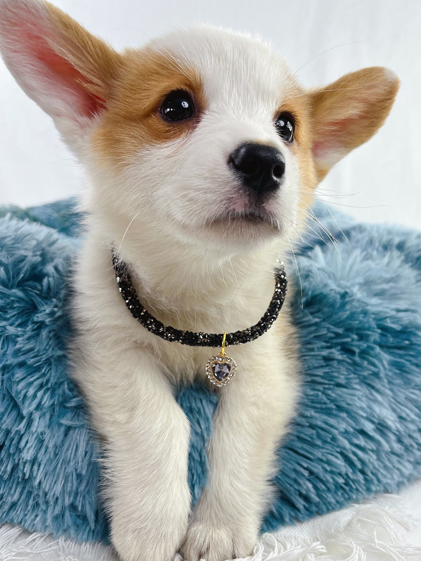 Small Dog or Cat Collar with Diamond Heart Pendant