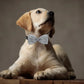 Exquisite Pet Dog Bowtie Dog Bows Diamond Shining Grooming Slidable