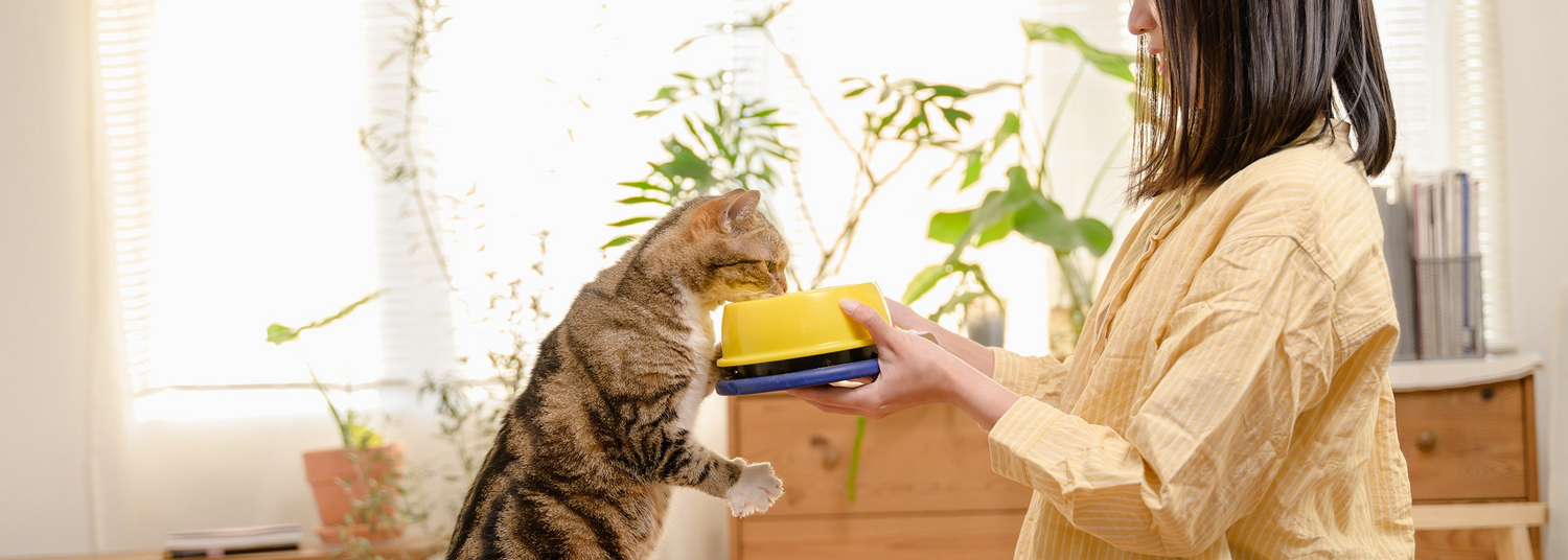 Pet products for cats