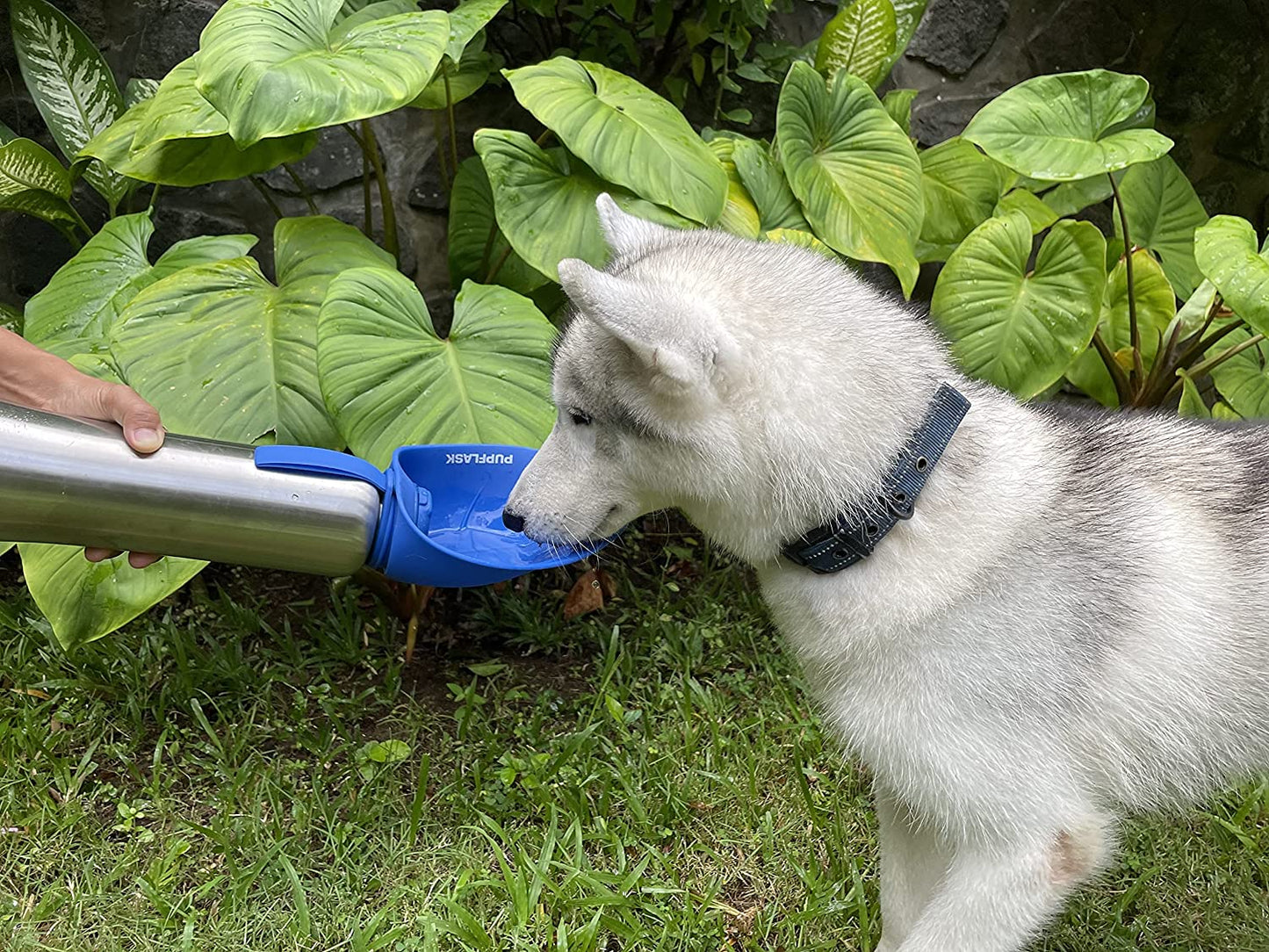 Pupflask Large Dog Water Bottle | 27 or 40 OZ Stainless Steel | Convenient Dog Water Dispenser | Puppy Travel Water Bowl | Portable Pet Water Bottle | Leak Proof Bottle Perfect Size for All Dog Breeds